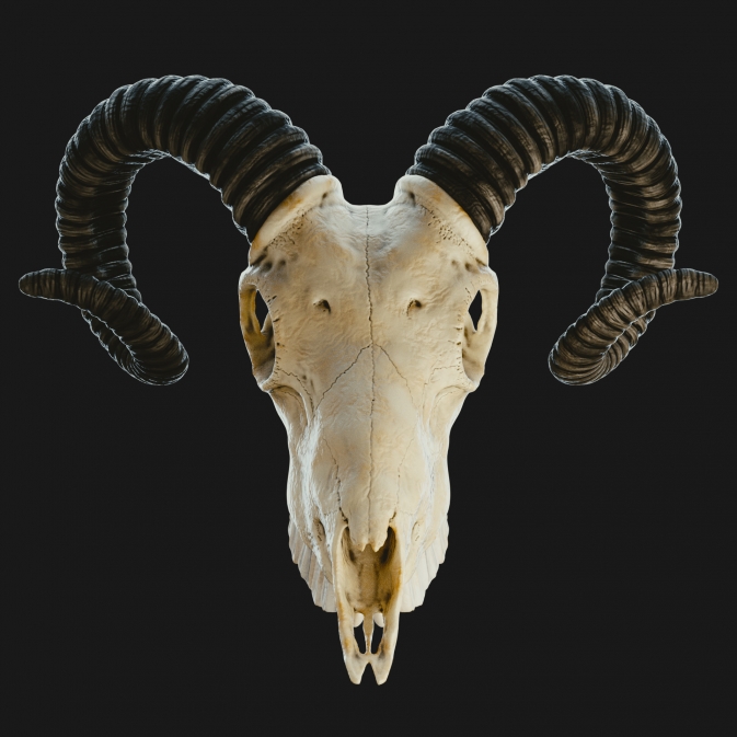 goat_skull-673x673