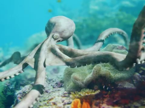 3D aniamtion octopus